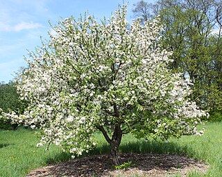 <i>Malus prunifolia</i> Species of apple tree