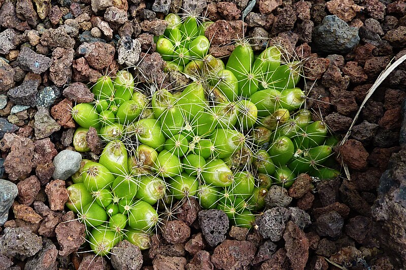 File:Mammillaria longimamma - 2011.jpg