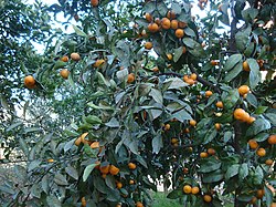 Mchenza mandarini