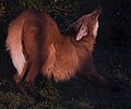 Thumbnail for File:Maned Wolf Stretching.jpg