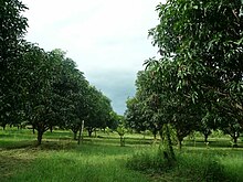 Image of a mango grove.  |  Source: Wikipedia