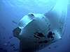 Giant manta ray