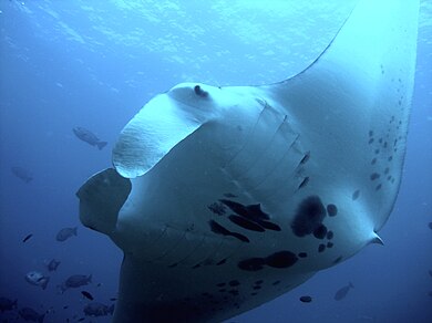 Manta rays include the largest rays in the world, and have been targeted by fisheries to the point where they have become vulnerable or endangered. In 2013 they were listed as CITES Appendix II species, which gives them some international protection. Manta alfredi fushivaru thila.jpg