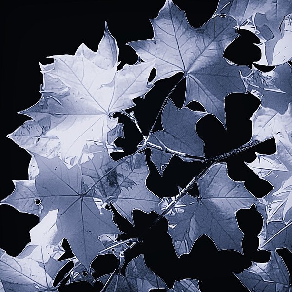 File:Maple leaves - Flickr - CAJC, in the PNW.jpg