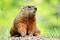 Groundhog Marmotte commune