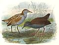 Marsh Crake left, Spotless Crake right (Porzana tabuensis plumbea)