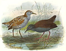 Spotless crake (right) with a Baillon's crake (left) MarshCrake SpotlessCrake.jpg