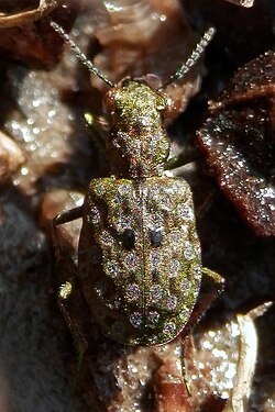 Marsh Ground Beetle (Elaphrus sp.)