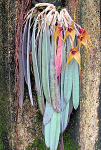 Masdevallia caesia - Flickr 003 - detail.jpg