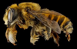 H μέλισσα Megachile fortis.