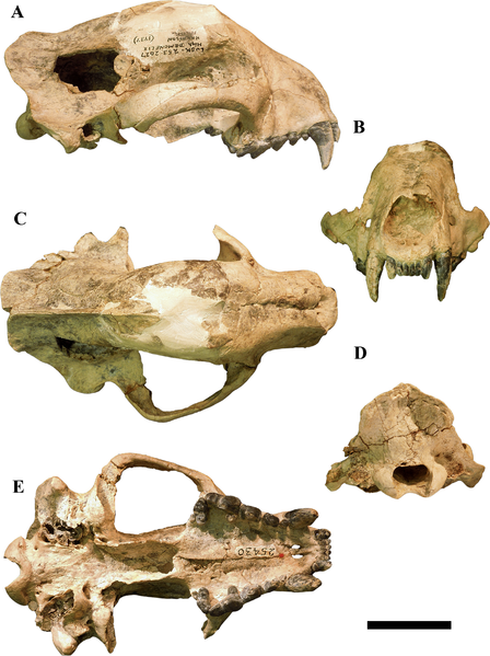 File:Megalictis skull.PNG