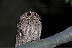 Thumbnail for Balsas screech owl