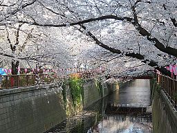 Meguro River Spring 2014(2).jpg