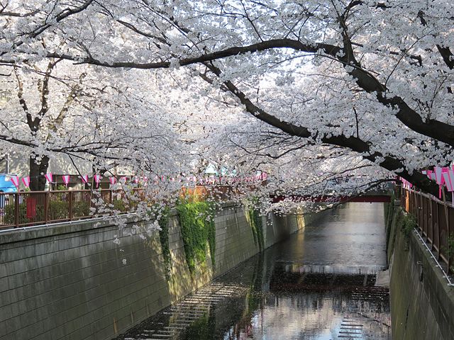 Cherry trees along the Meguro River, near Nakameguro