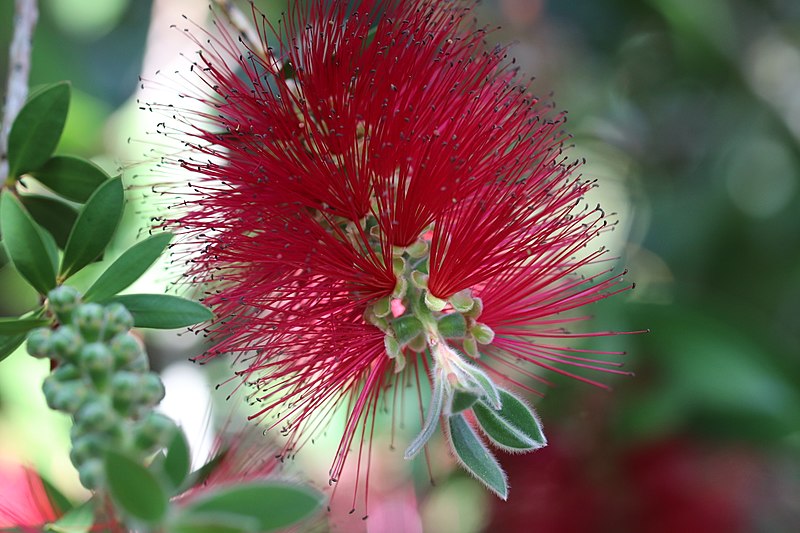 File:Melaleuca citrina syn. Callistemon citrinus, public domain IMG 2228.jpg