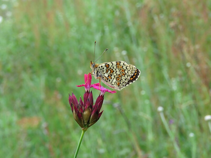 File:Melitaea, Sićevačka klisura (3).jpg