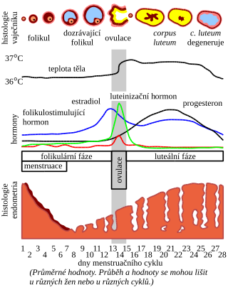 Menstruační cyklus