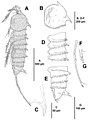 Mesocletodes brevisetosus (10.3897-zookeys.751.20387) Figure 2.jpg