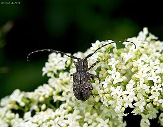 <i>Mesosa myops</i> Species of beetle