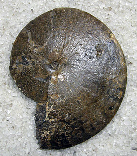 Engonoceratidae Family of molluscs (fossil)