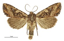 Meterana stipata male.jpg