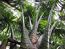 Metroxylon amicarum at Ke'anae Arboretum