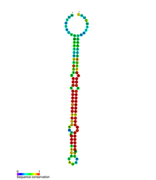 MiR-137 secondary structure.png