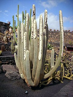 <i>Micranthocereus albicephalus</i> Species of cactus