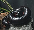 Millipede