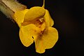 Mimulus guttatus