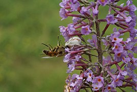 Misumena vatia armiarma