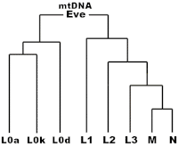 Simplified human mitochondrial phylogeny Mitochondrial eve tree.gif