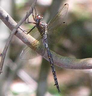 <i>Somatochlora linearis</i> species of insect