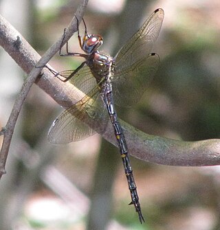 <i>Somatochlora linearis</i> Species of dragonfly