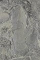 * Nomination A fossil TRiassic bivalve, Modiolus minutus --Llez 05:16, 10 June 2021 (UTC) * Promotion  Support Good quality.--Famberhorst 05:38, 10 June 2021 (UTC)