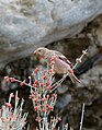 Mongolian finch