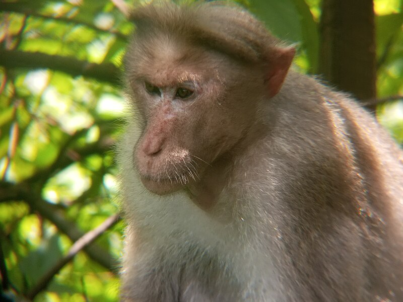 File:Monkey 21.jpg