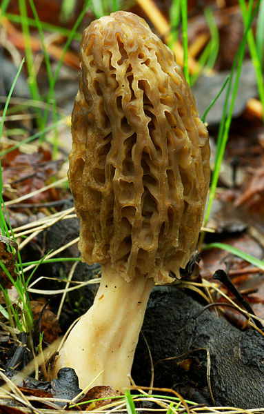 File:Morchella conica 01.jpg