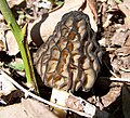 オオトガリアミガサタケ(Morchella elata)