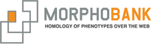 logo MorphoBank.png