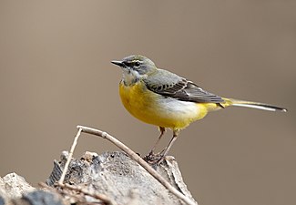 Gebirgsstelze (Grey wagtail)