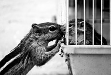 Indian palm squirrel (mother & pup)