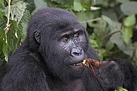 Mountain gorilla (Gorilla beringei beringei) female eating root.jpg