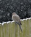 Mourning Dove (8414557577).jpg