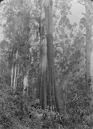 Mueller - Furmston Tree near Mt Monda - circa 1933. Height 287 feet. Mueller - Furmston tree near Mt Monda - circa 1933.jpg