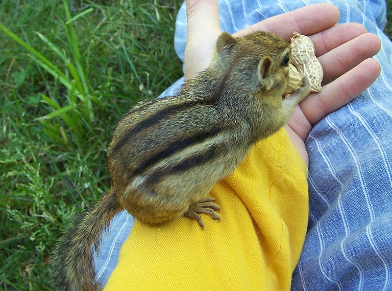 File:Munching on peanut on arm(zoom).jpg