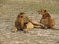 Miniatura para Panthera leo azandica
