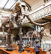 Squelette de Mammuthus meridionalis dans la galerie de Paléontologie et d'Anatomie comparée du Muséum national d'histoire naturelle de Paris