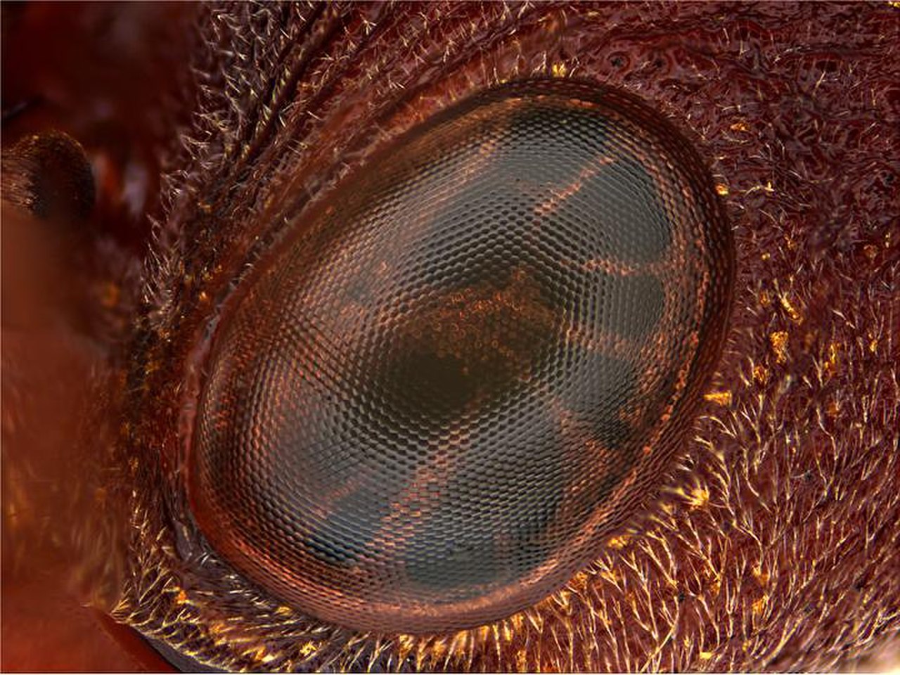Глаза муравья