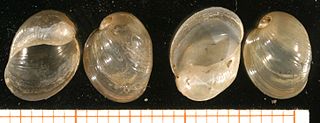 <i>Myxas glutinosa</i> Species of gastropod